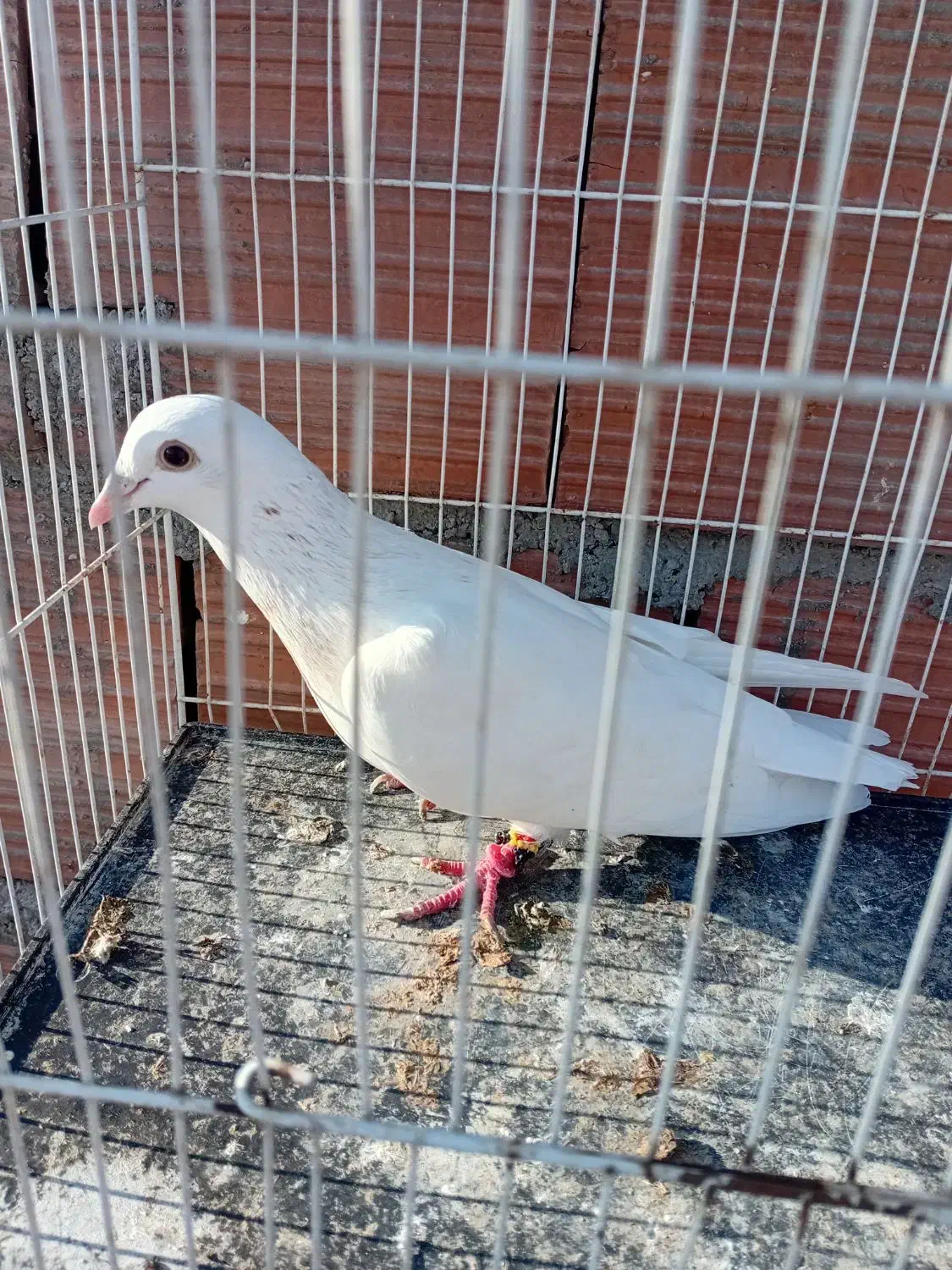 کفتر تعبیدی|پرنده|بجنورد, |دیوار