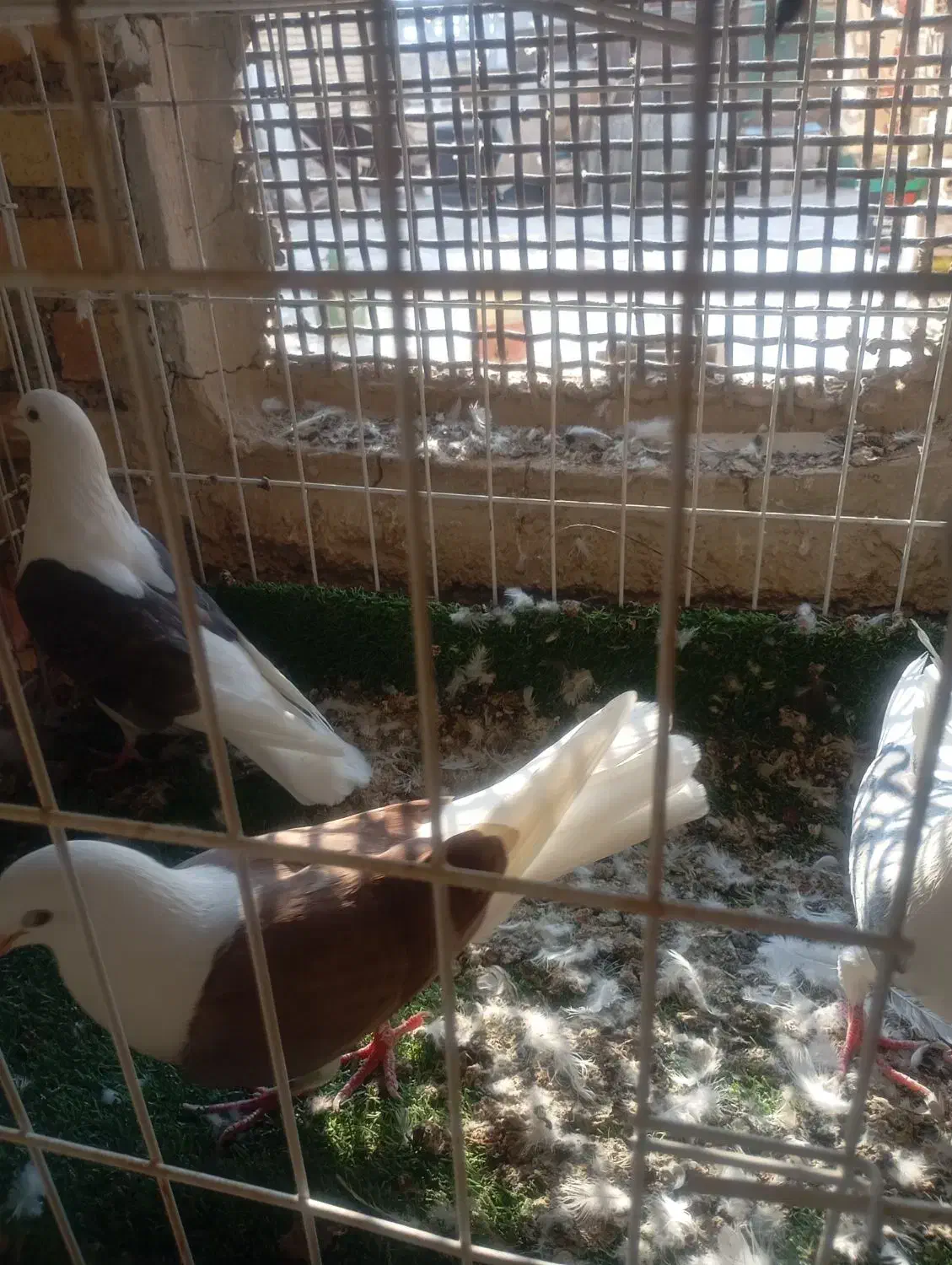 کبوتر تهرانی دو کت 3عدد ،2ماده.1نر|پرنده|دیلم, |دیوار