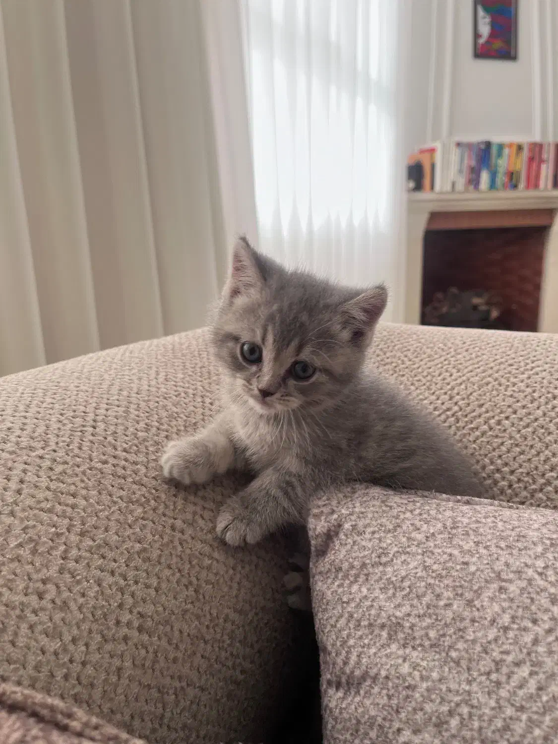 بچه گربه اسکاتیش ماده|گربه|مشهد, هفت تیر (حافظ)|دیوار