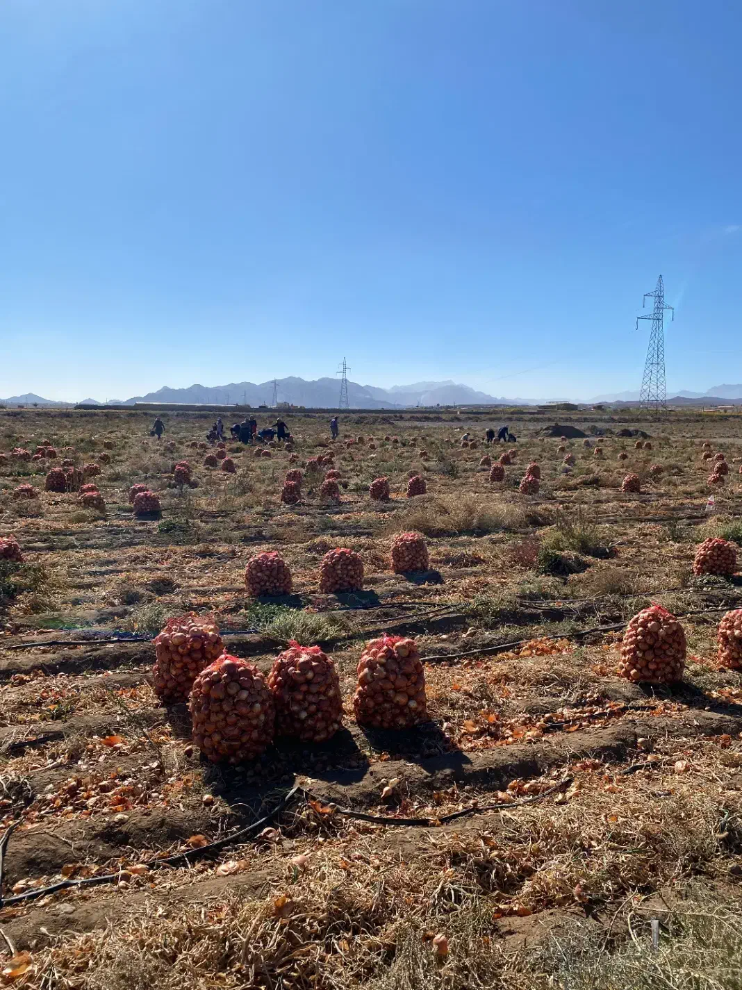 پیاز زرد درجه یک فروش عمده|خوردنی و آشامیدنی|بسطام, |دیوار