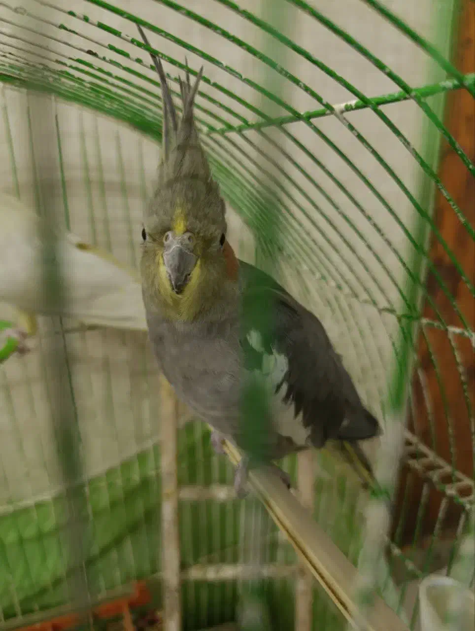 عروس هلندی|پرنده|رشت, باهنر|دیوار