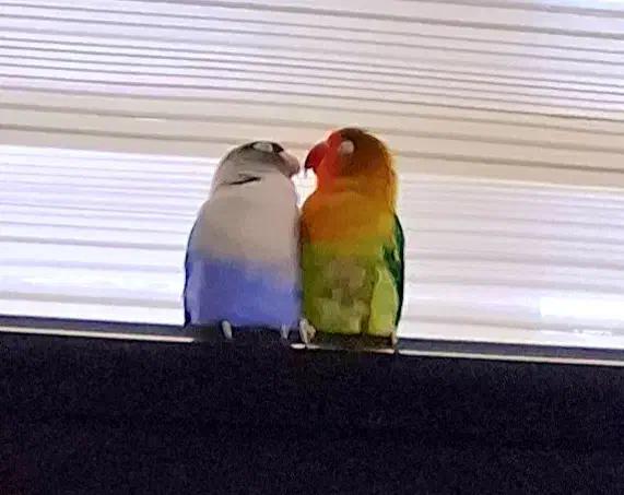 طوطی برزیلی|پرنده|کرج, گلشهر|دیوار