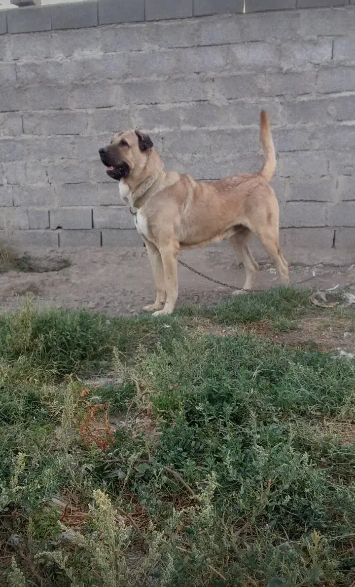 نرعراقی گمشده|حیوانات|ارومیه, |دیوار