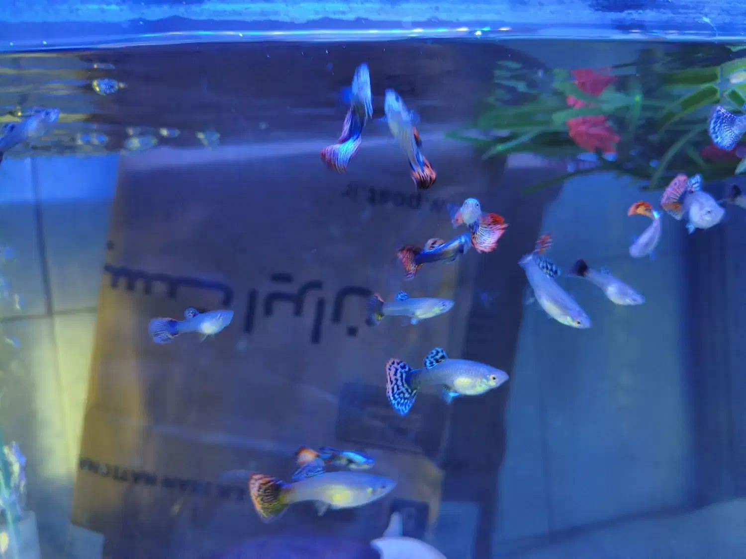 ماهی گوپی .ماهی زینتی.بلو‌ مسکو.|ماهی|قزوین, |دیوار