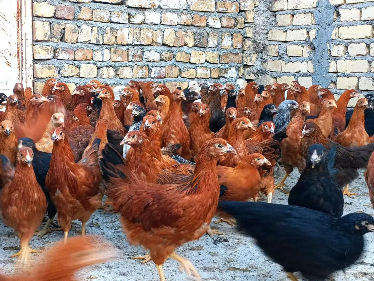 نیمچه مرغ اصل گلپایگانی اصلاح نژاد تخمگذار|حیوانات مزرعه|کاشان, خرمدشت|دیوار