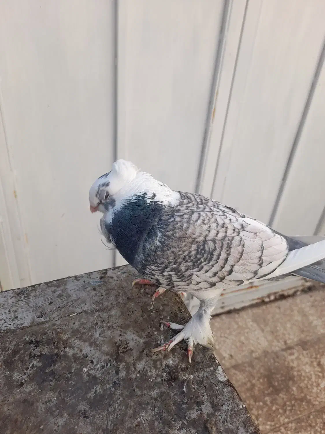 کبوتر نر مست بلژیکی طاووسی|پرنده|قم, تولید دارو و یخچال|دیوار