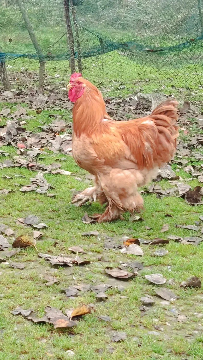 خروس امپراطور|حیوانات مزرعه|پیربازار, |دیوار