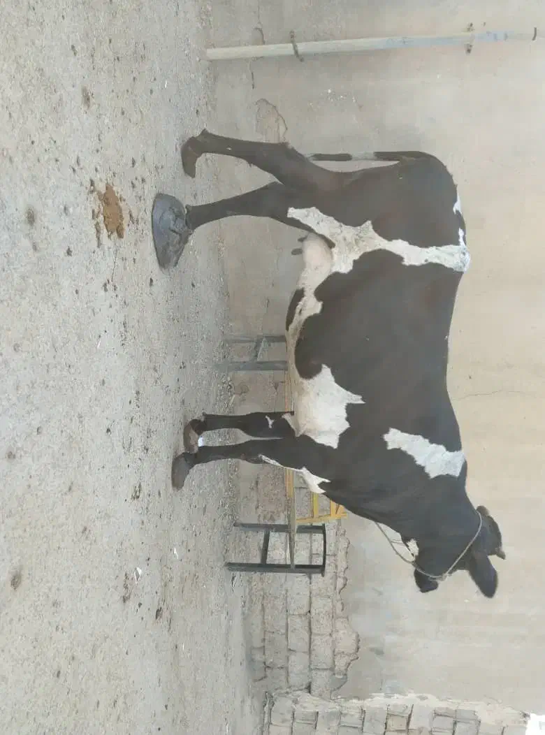 گاو آبستن ۸ماه در شادگان|حیوانات مزرعه|اهواز, امانیه|دیوار