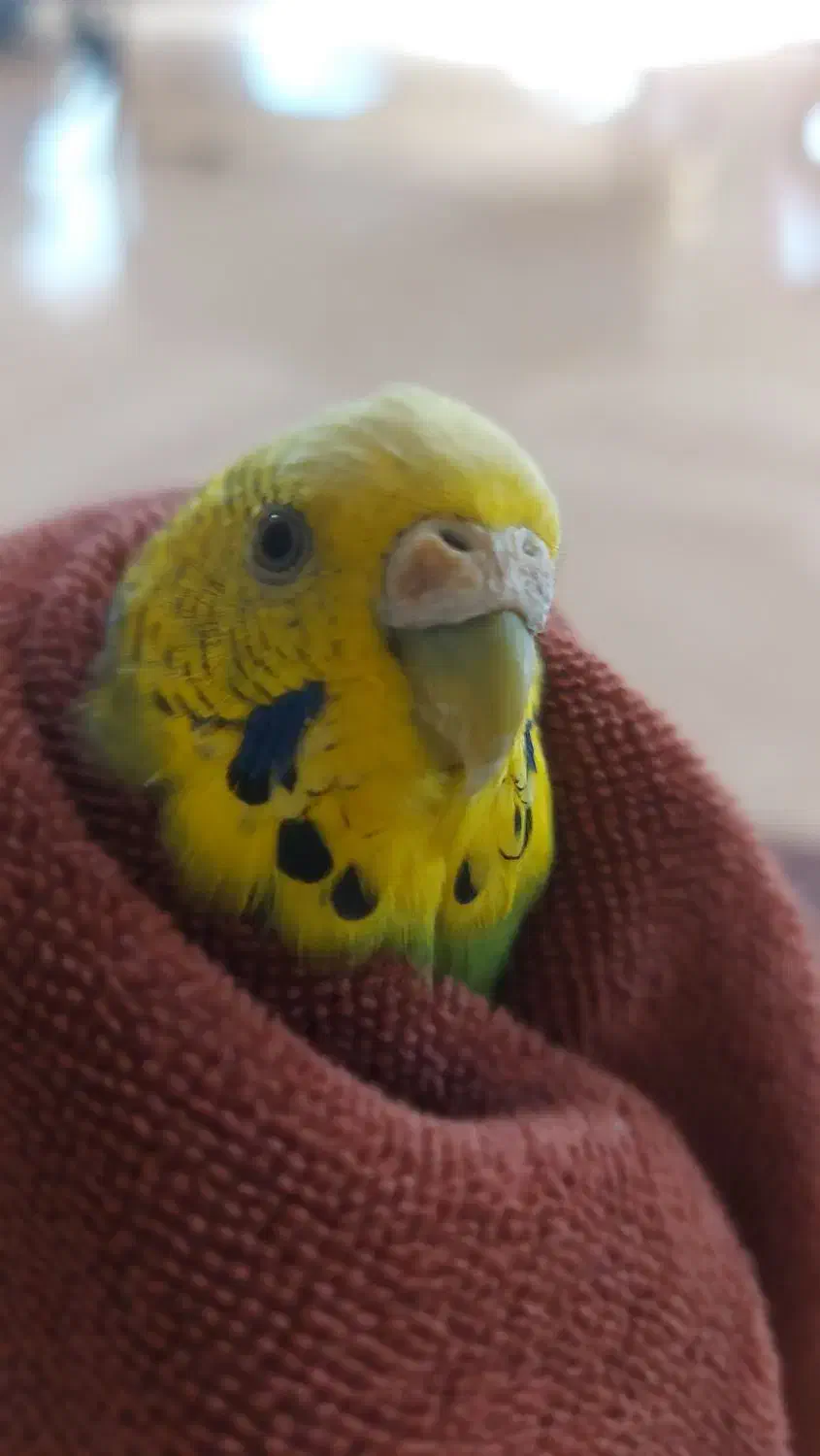 گمشده|حیوانات|پرند, فاز ۲|دیوار