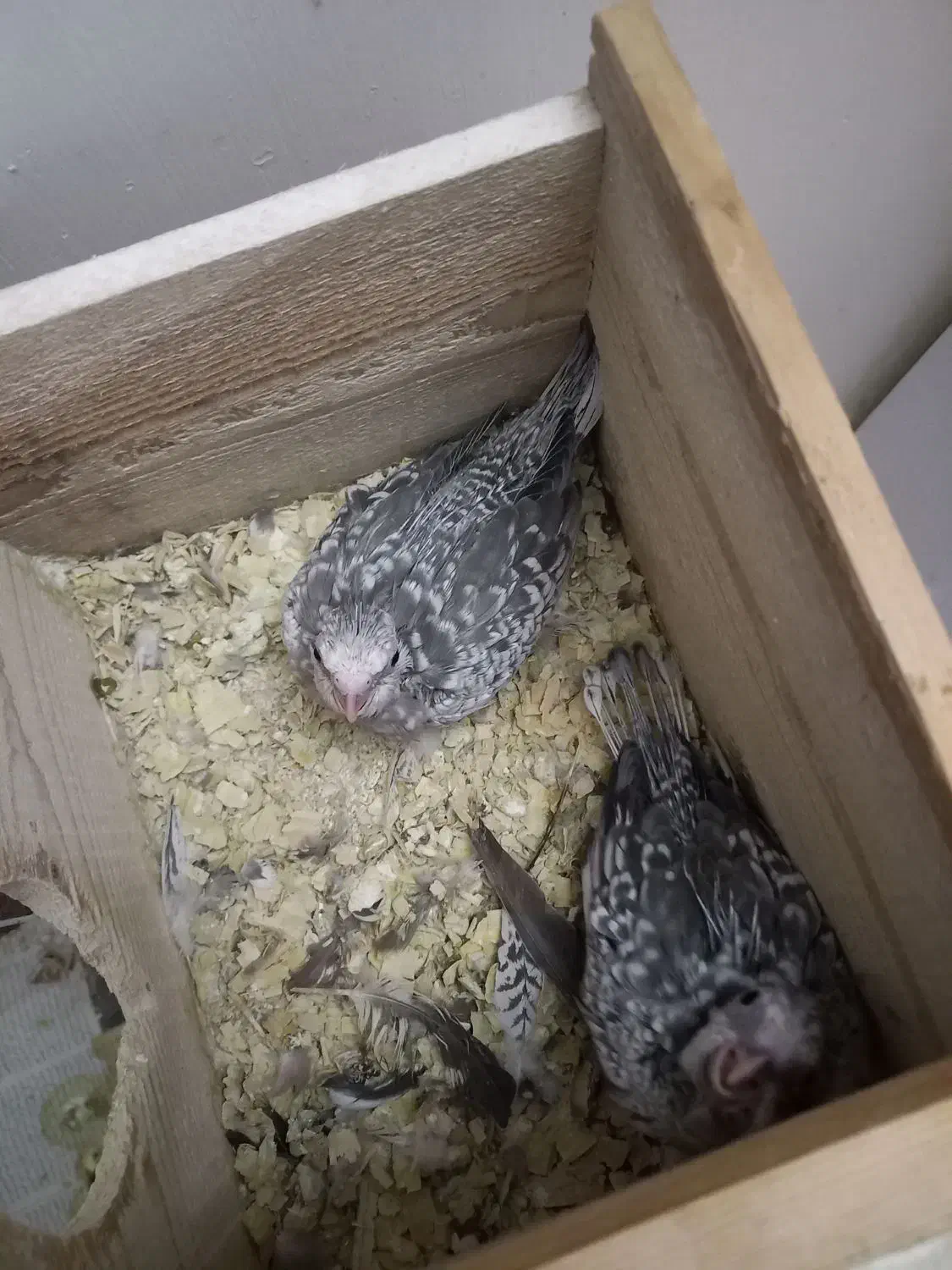 عروس هلندی جوجه ایزابلا ۲۵ روزه|پرنده|رشت, توشیبا|دیوار