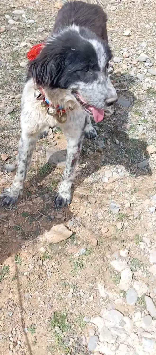 گمشده|حیوانات|لردگان, |دیوار