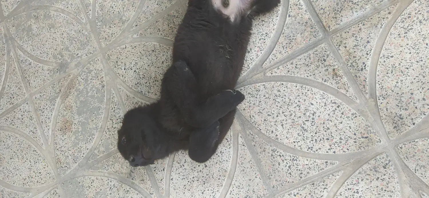 توله سگ ژرمن|سگ|فلاورجان, |دیوار