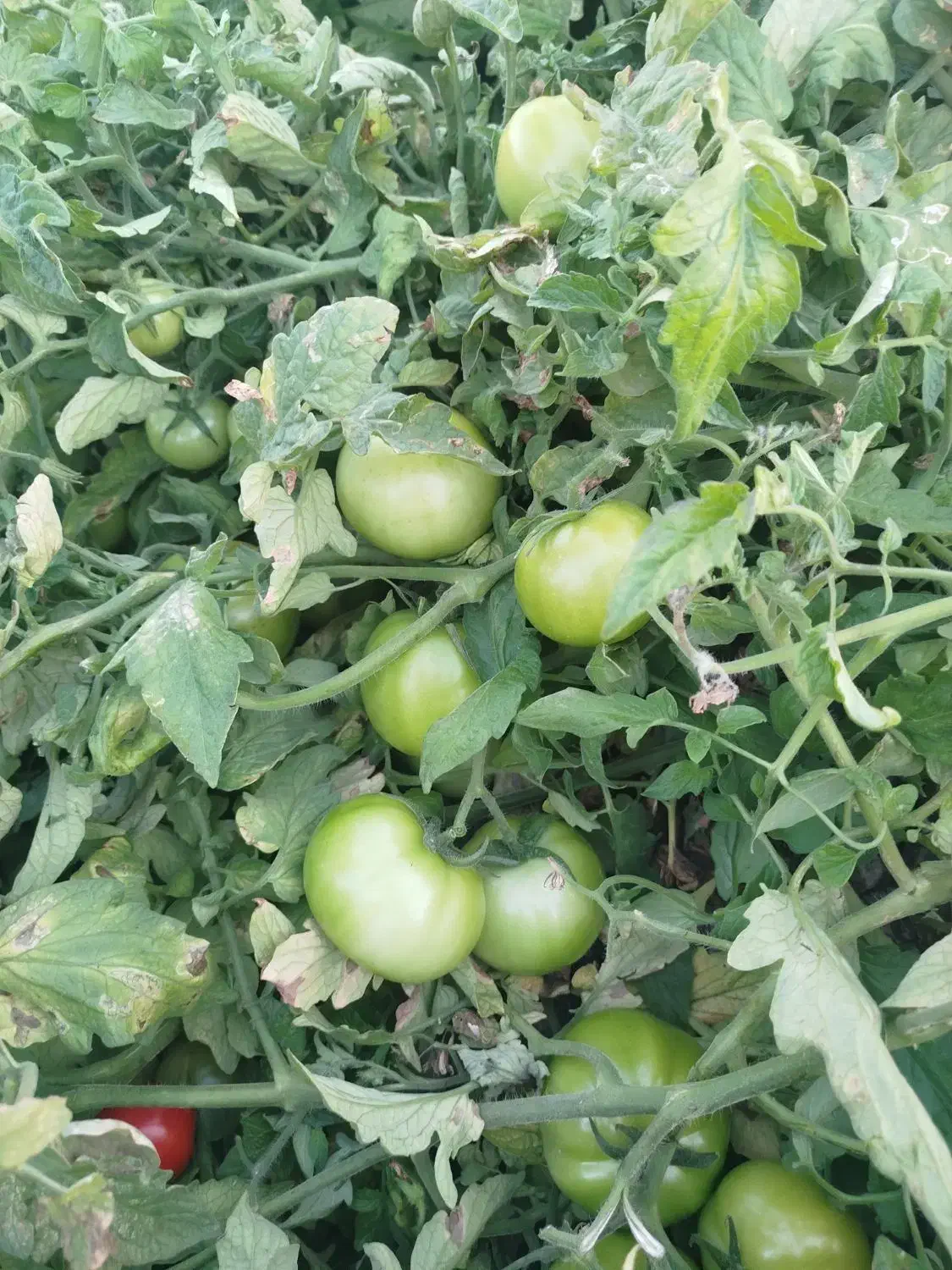 اجاره زمین کشاورزی|اجارهٔ دفتر صنعتی، کشاورزی، تجاری|درودزن, |دیوار