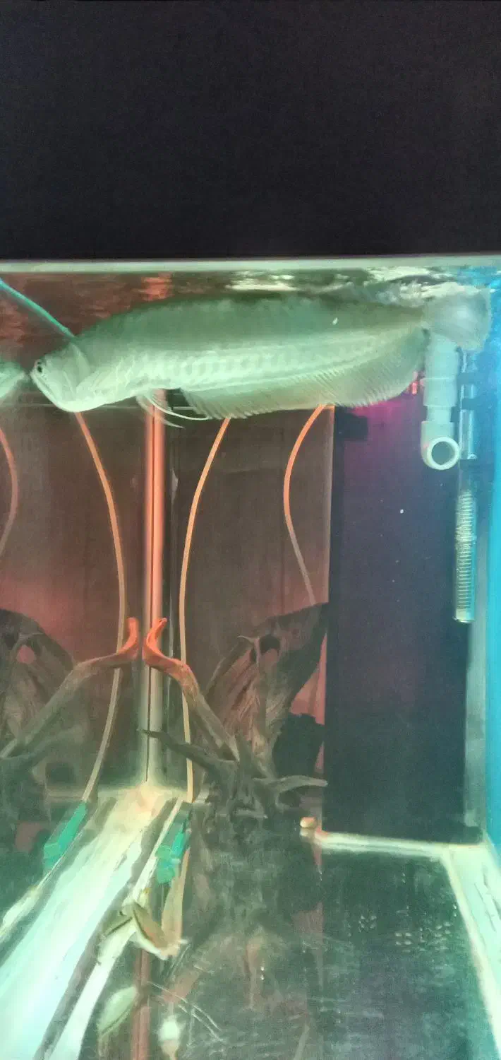 آروانا سیلور رد لاین|ماهی|رباطکریم, شهرک والفجر|دیوار