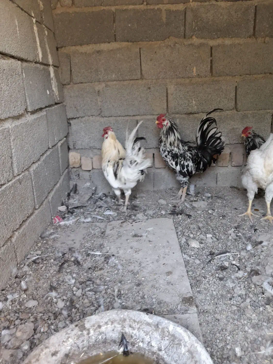 ۲عددخروس گلین|حیوانات مزرعه|شهریار, بکه|دیوار