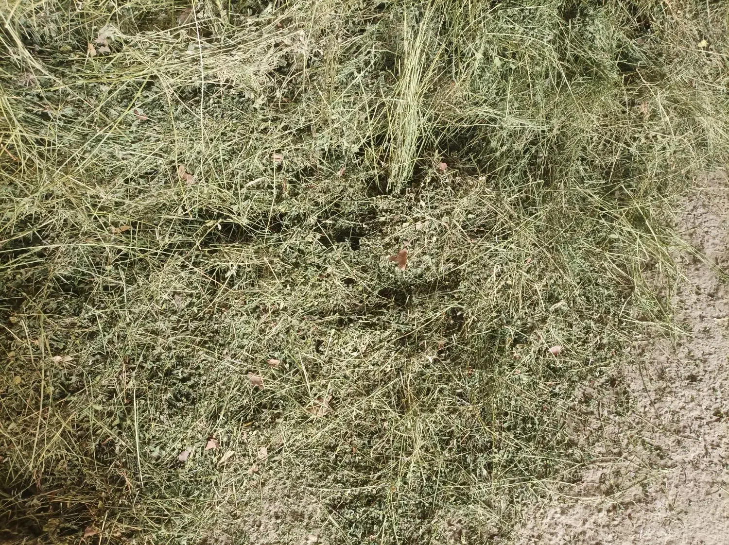 یونجه یا علوفه 26هزارتومان|حیوانات مزرعه|اصفهان, طاحونه|دیوار