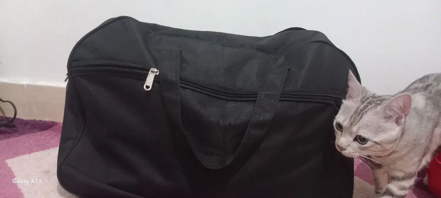 ساک سایز بزرگ|کیف، کفش، کمربند|گنبد کاووس, |دیوار