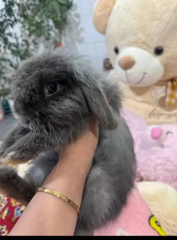 خرگوش لوپ|موش و خرگوش|زرند, |دیوار