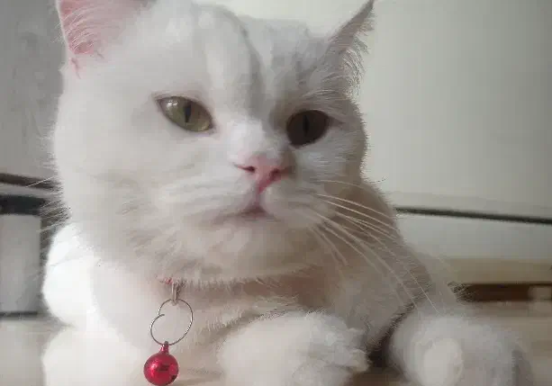 اسکاتیش ماده|گربه|اندیشه, شهرک المهدی|دیوار