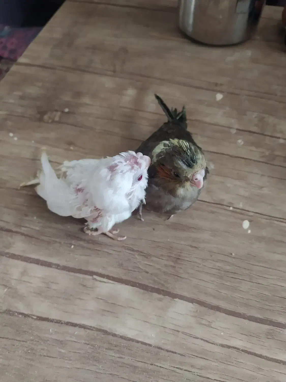 عروس طوسی ابلغ سرلاکی|پرنده|تبریز, |دیوار