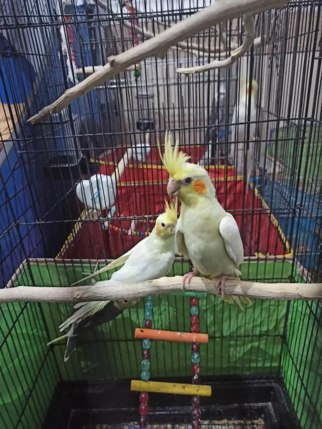 عروس هلندی|پرنده|سوسنگرد, |دیوار