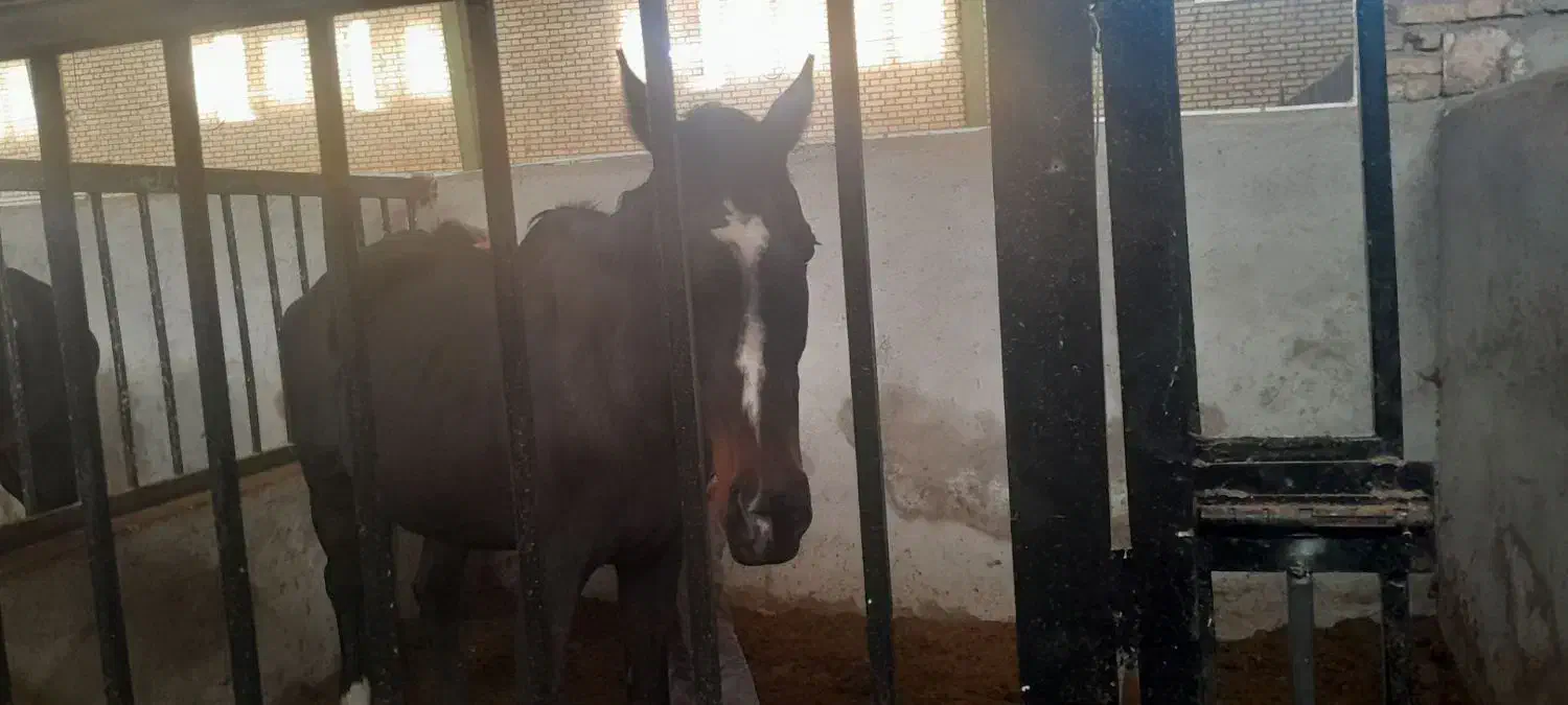 اسب|اسب و تجهیزات اسب‌سواری|قیدار, |دیوار