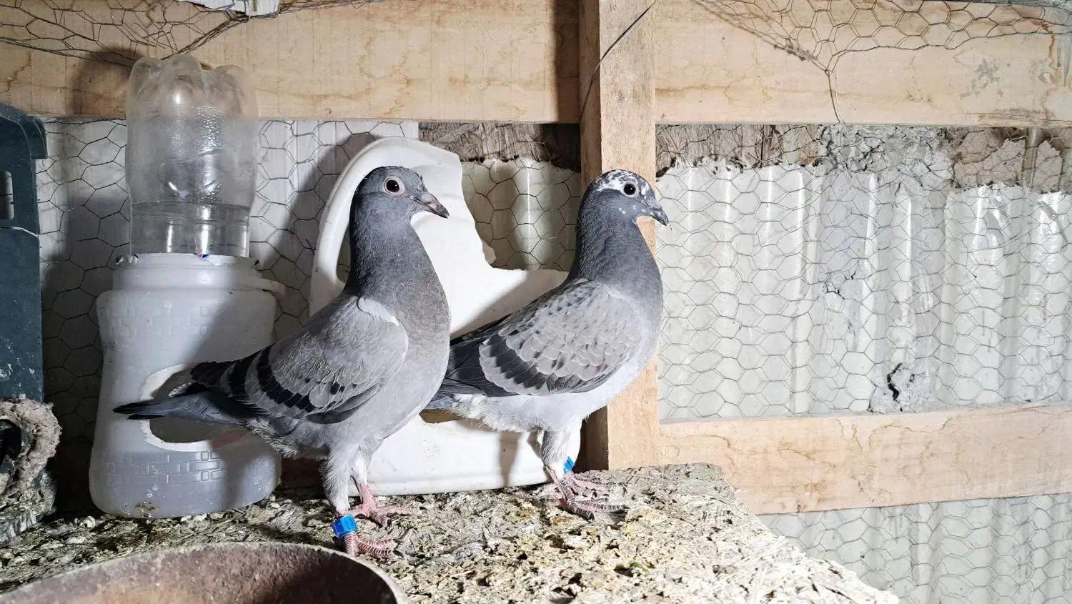 جوجه کفتر پلاکی وماده سفید|پرنده|رباط‌کریم, شهرک صنعتی زواره‌ای|دیوار