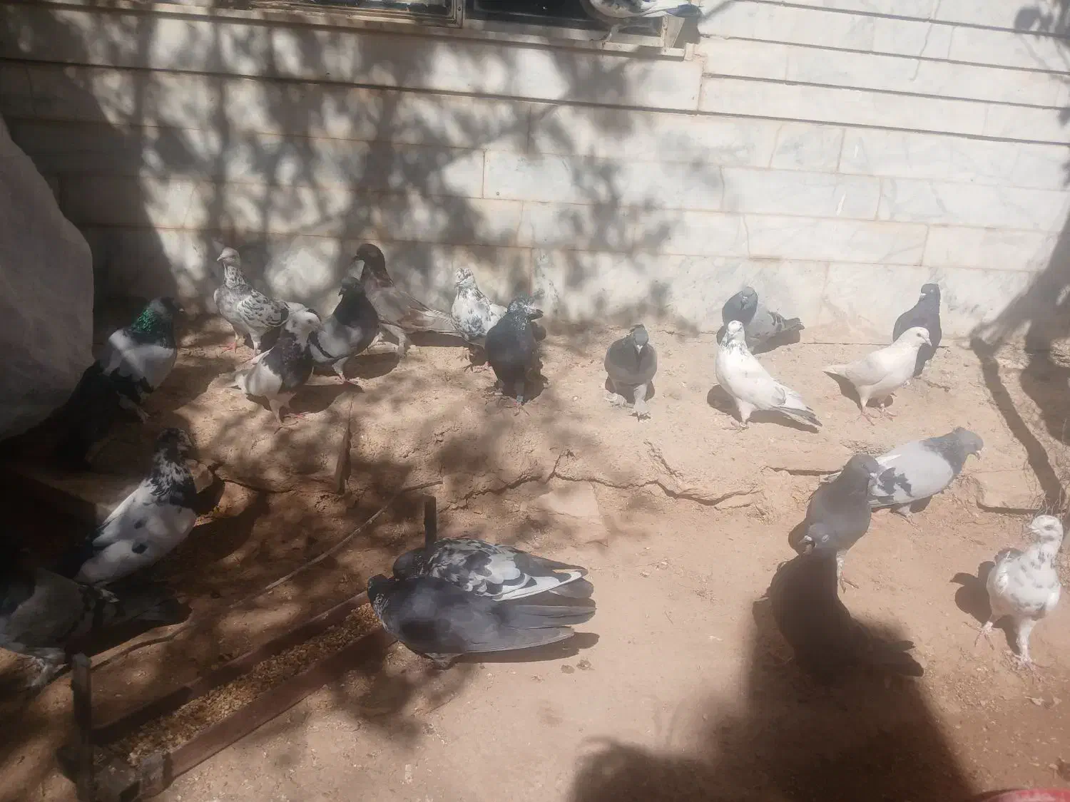 کبوتر کاشانی|پرنده|بروجن, |دیوار