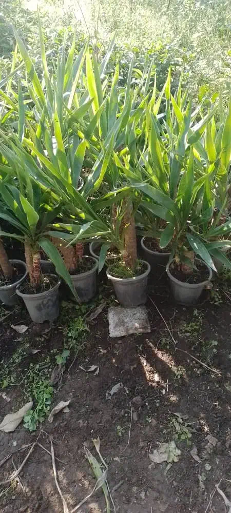 یوکا بنسای|گل و گیاه طبیعی|لاهیجان, آهندان|دیوار