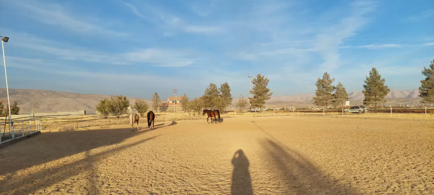 پانسیون اسب|اسب و تجهیزات اسبسواری|سیاخ دارنگون, |دیوار