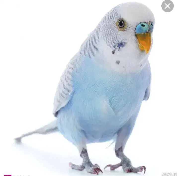 مرغ عشق گم کردم|حیوانات|آبادان, |دیوار