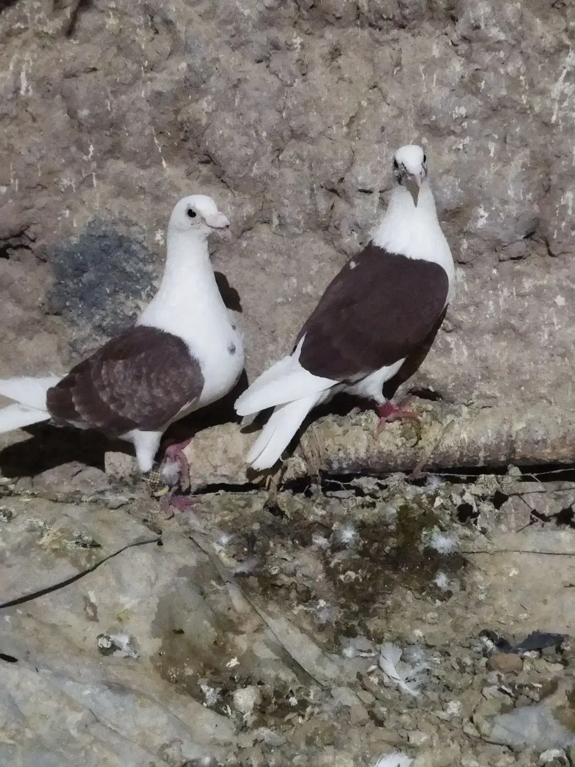 دو جفت پشت گراف|پرنده|تایباد, |دیوار