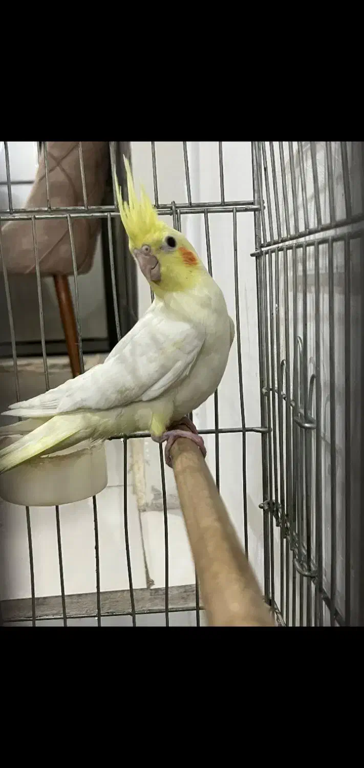 عروس هلندی لوتینو|پرنده|اراک, |دیوار