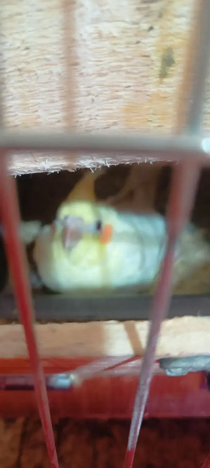 عروس هلندی|پرنده|شیراز, محراب|دیوار