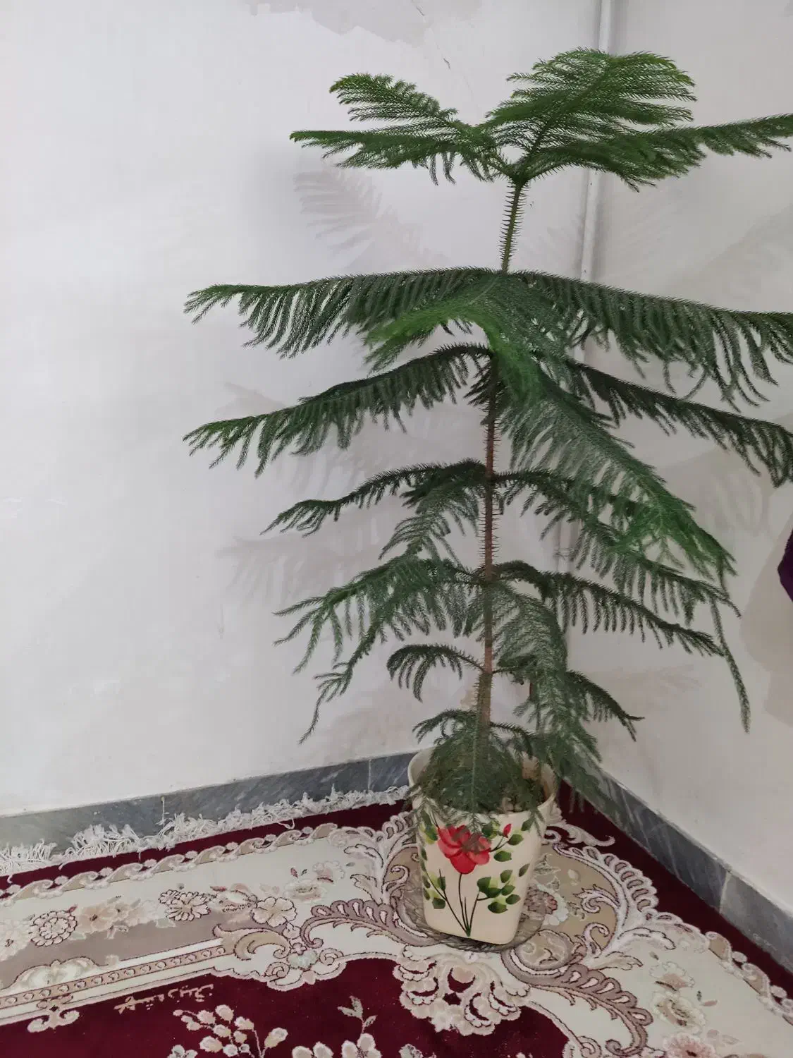 گل طبیعی|گل و گیاه طبیعی|نورآباد, |دیوار