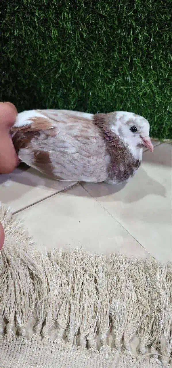 کوتر|پرنده|آمل, |دیوار