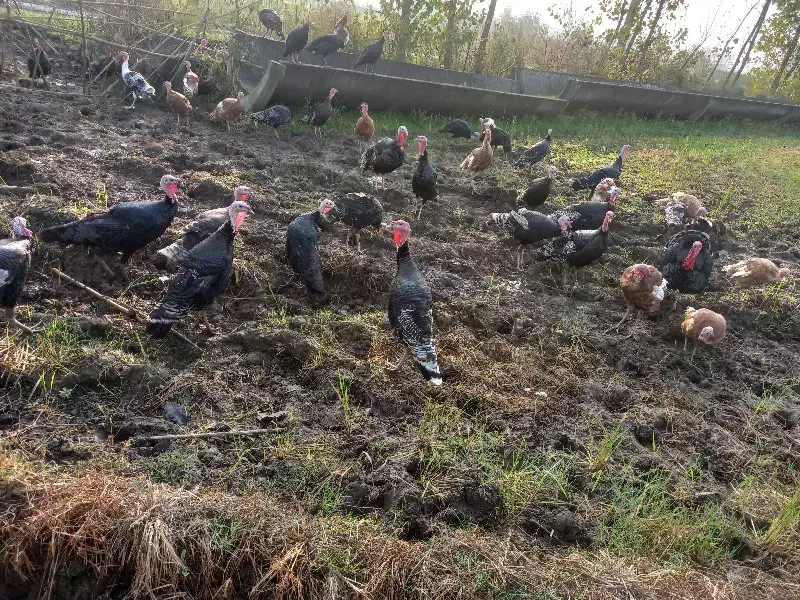 بوقلمون‌‌‌محلی‌|حیوانات مزرعه|لنگرود, |دیوار