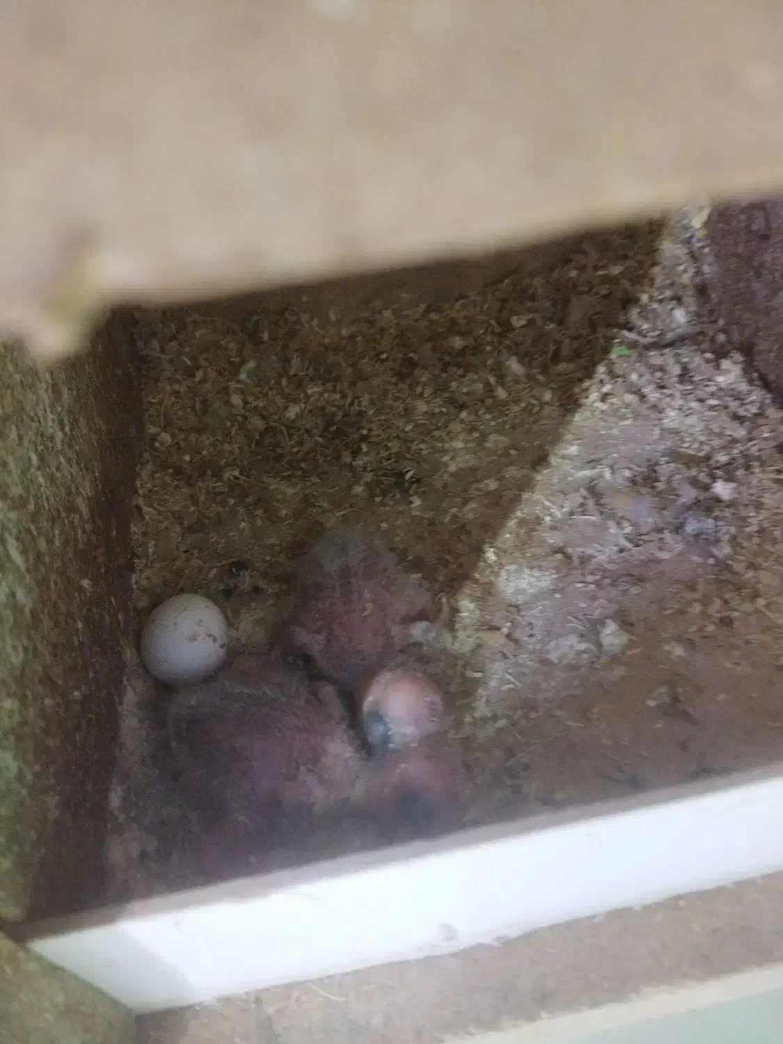 دوتا جوجه طوطی کوتوله 15روزه|پرنده|شاهین‌شهر, خانه کارگر|دیوار