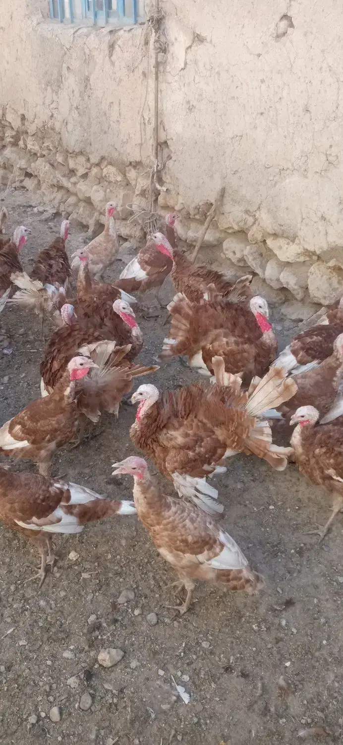 بوقلمون برنزه|حیوانات مزرعه|دیواندره, |دیوار