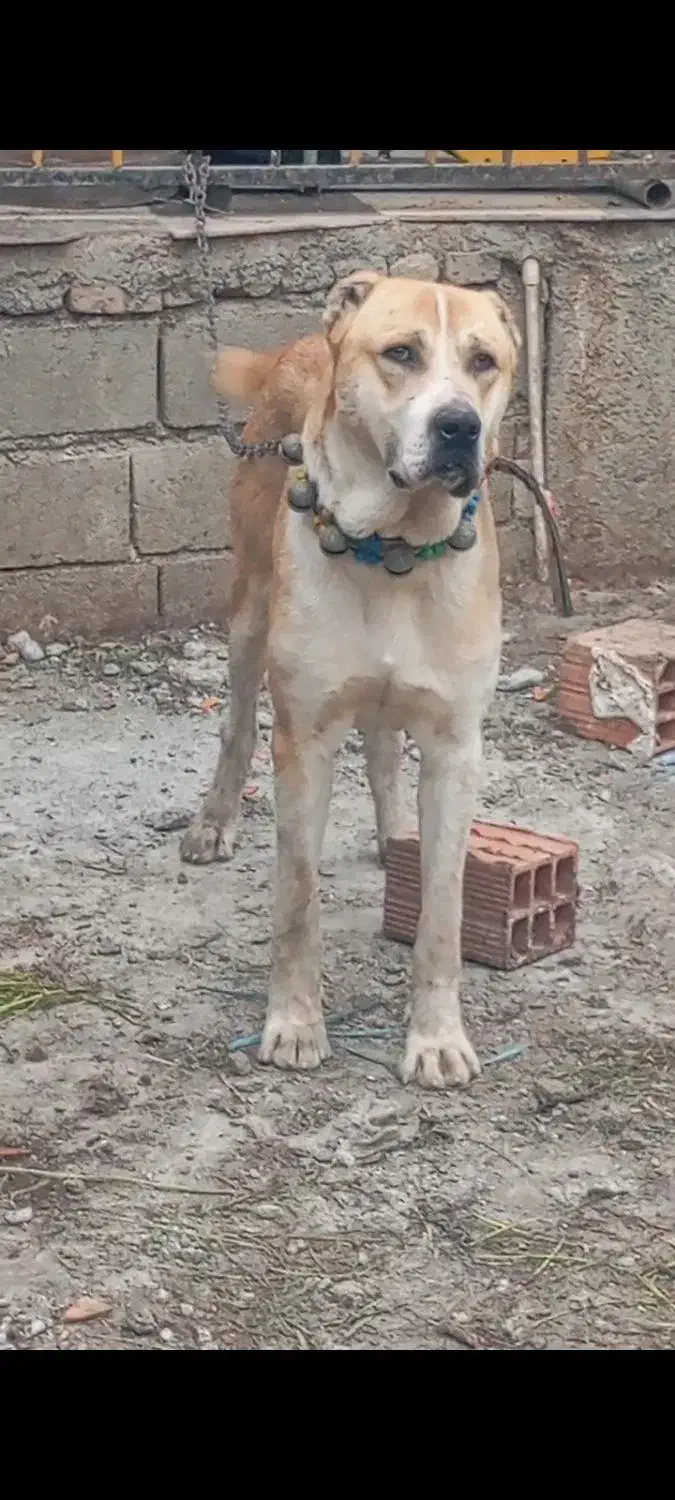 سگ..|سگ|سرخنکلاته, |دیوار