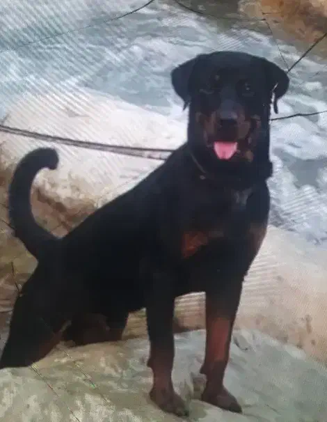 سگ گمشده سن 1ساله|حیوانات|تهران, مشیریه|دیوار