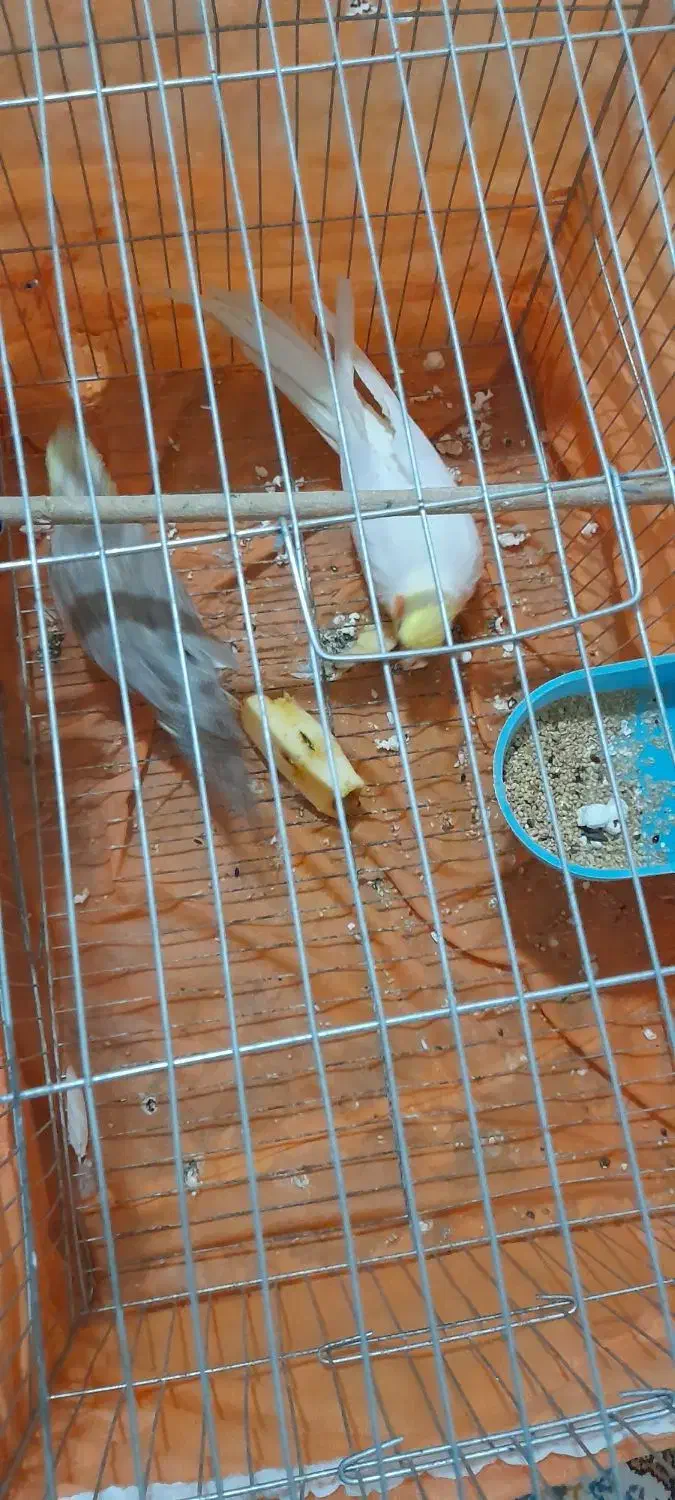 عروس هلندی|پرنده|تکاب, |دیوار