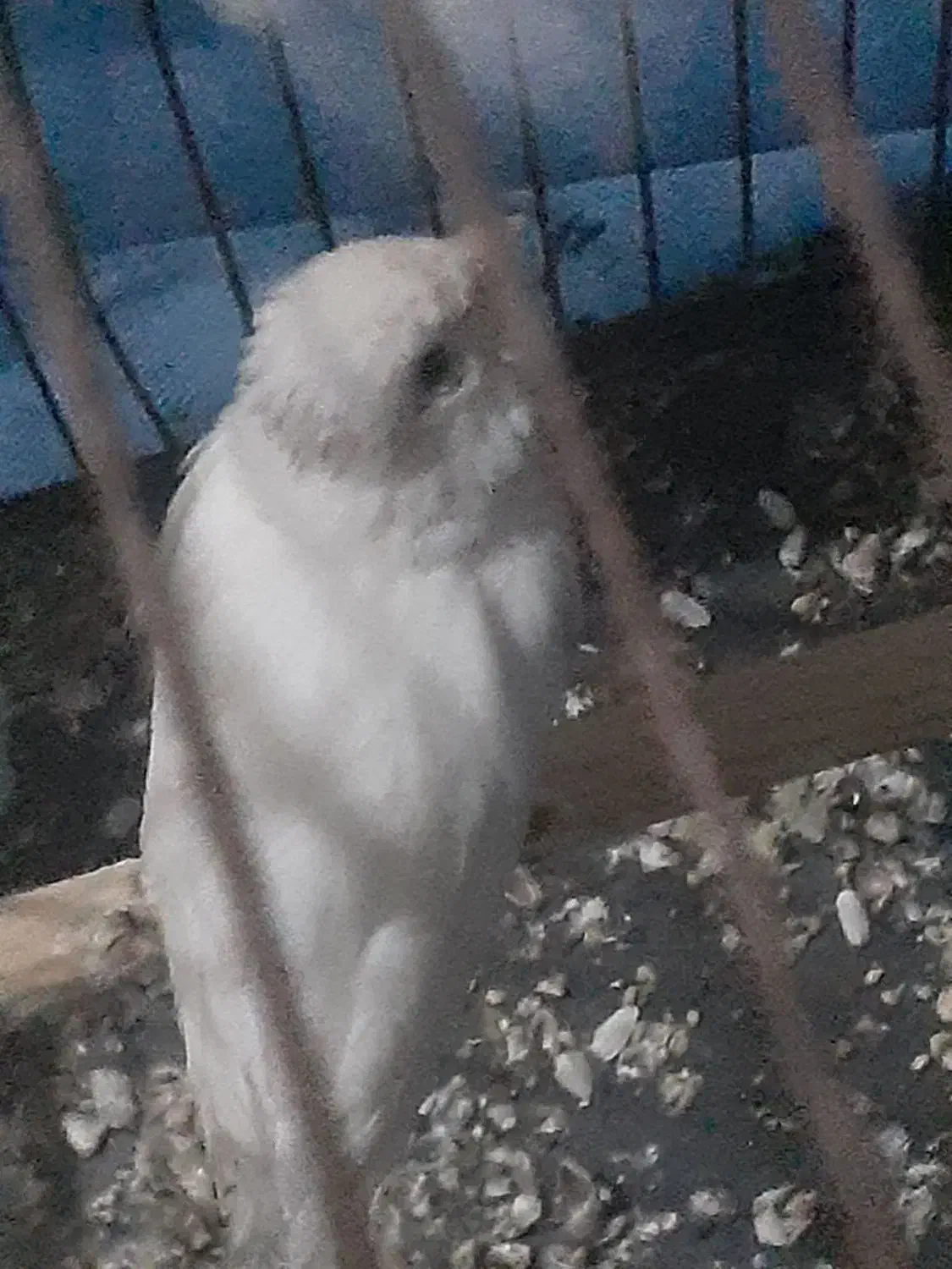 جفت قناری|پرنده|بندرعباس, |دیوار