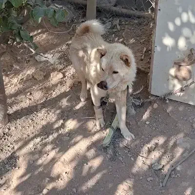 سگ چاوچاو|سگ|اصفهان, قهاب جنوبی|دیوار