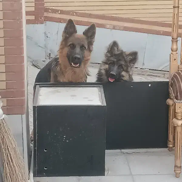 سگ ژرمن شولایماده|سگ|شهر بابک, |دیوار