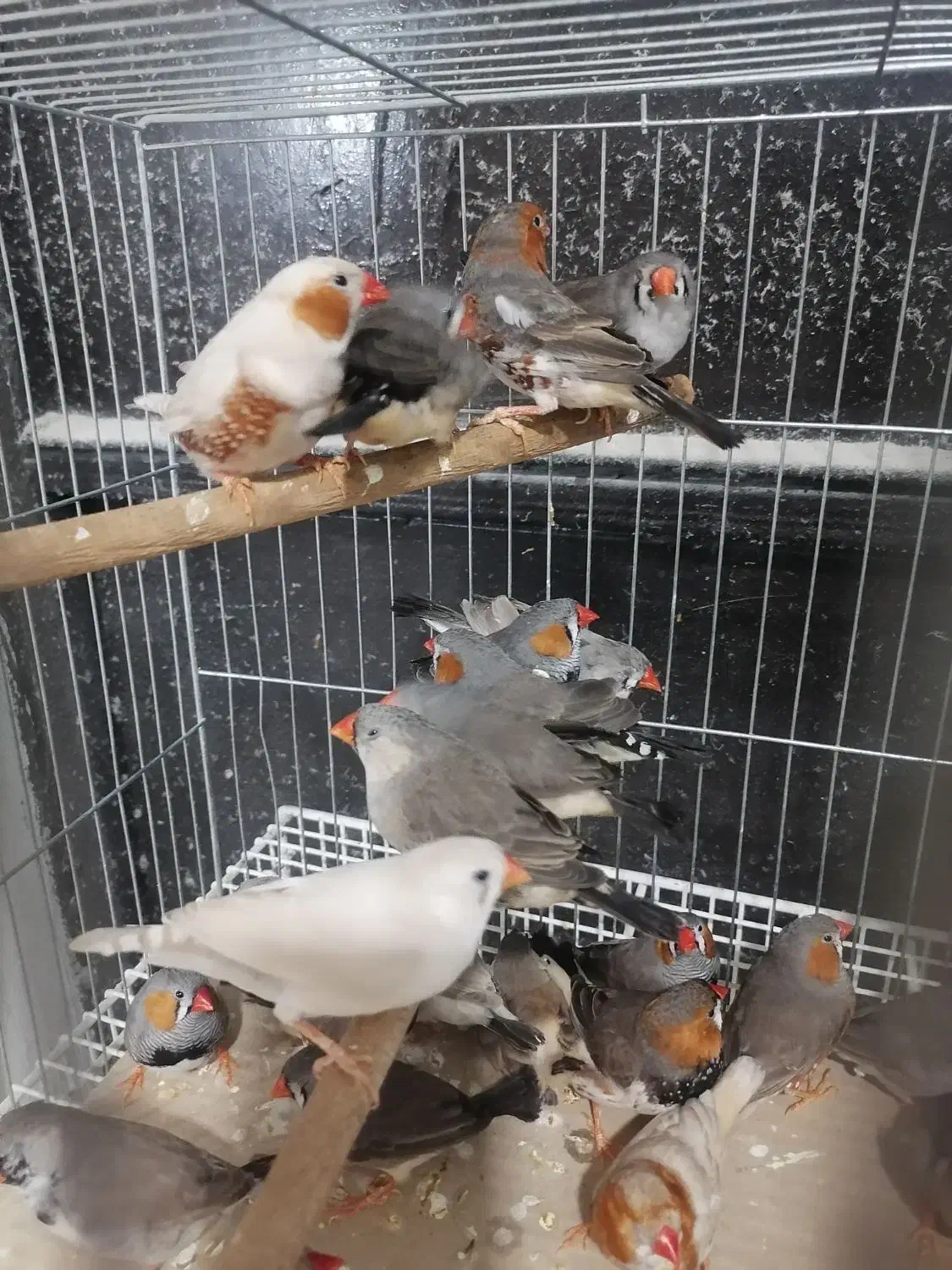 فنج|پرنده|بندرعباس, |دیوار