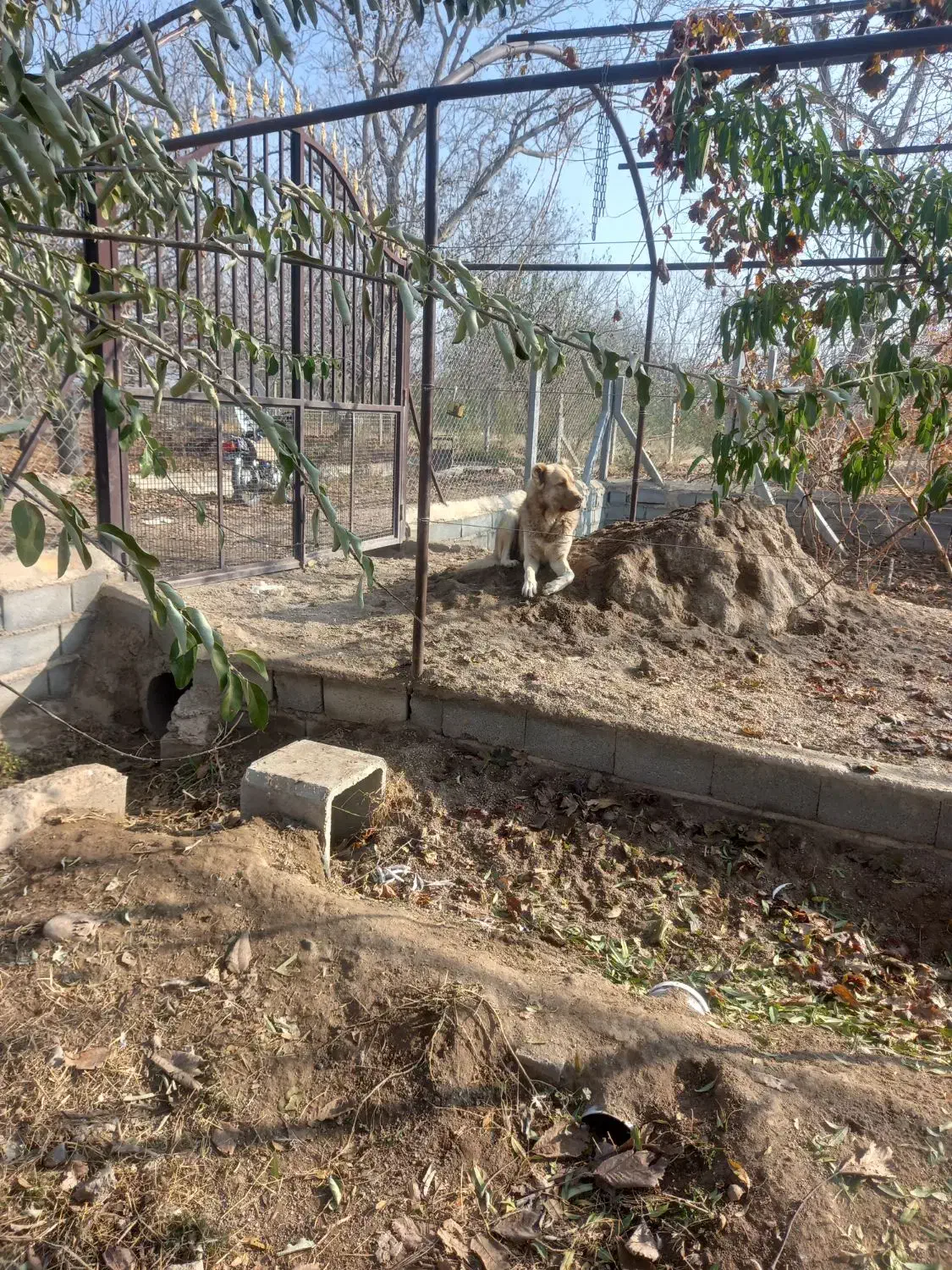 سرابی نر|سگ|عجب شیر, |دیوار