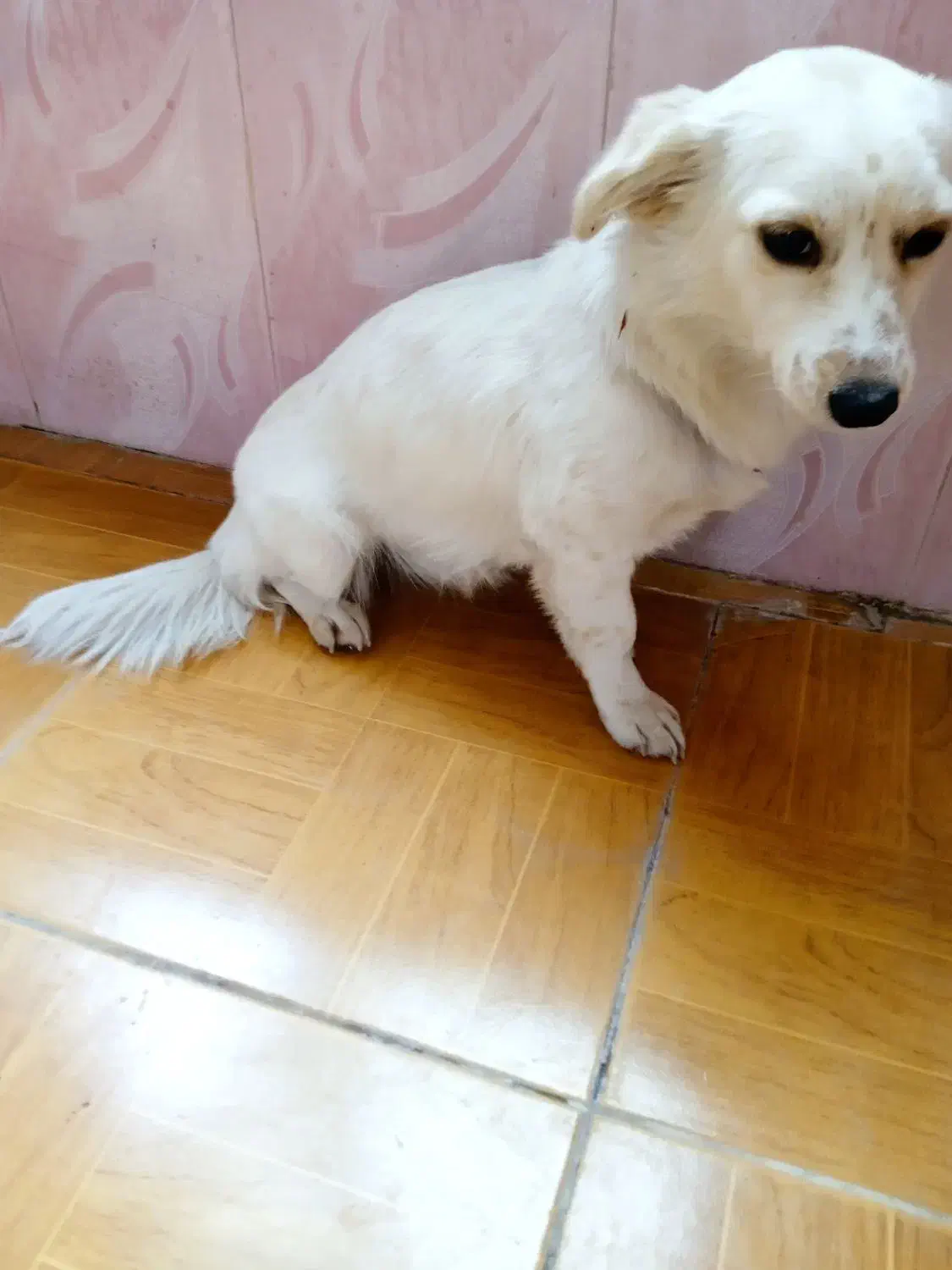 اسپیز|سگ|ملارد, |دیوار