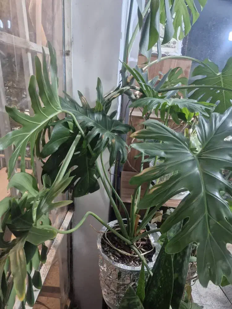 گل مطب رستوران دفاتر ادارات|گل و گیاه طبیعی|مینودشت, |دیوار