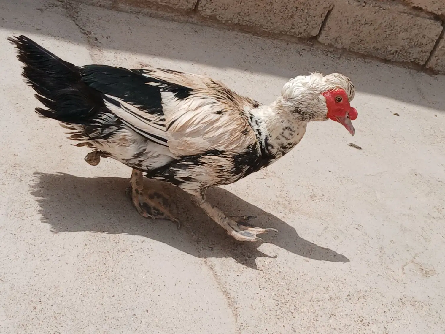 اردک|پرنده|اهواز, شهرک نفت|دیوار